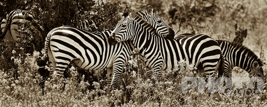 African Safari - Kenya