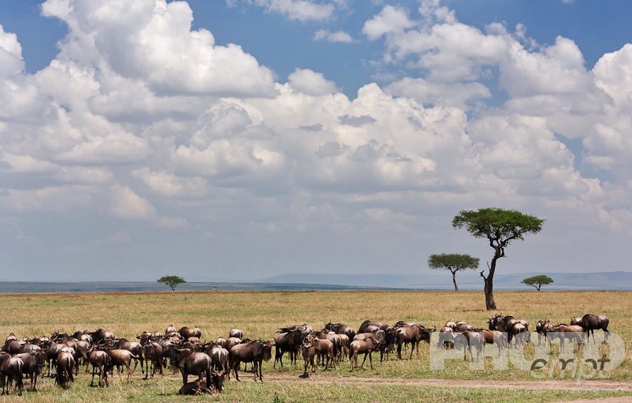 African Safari - Kenya