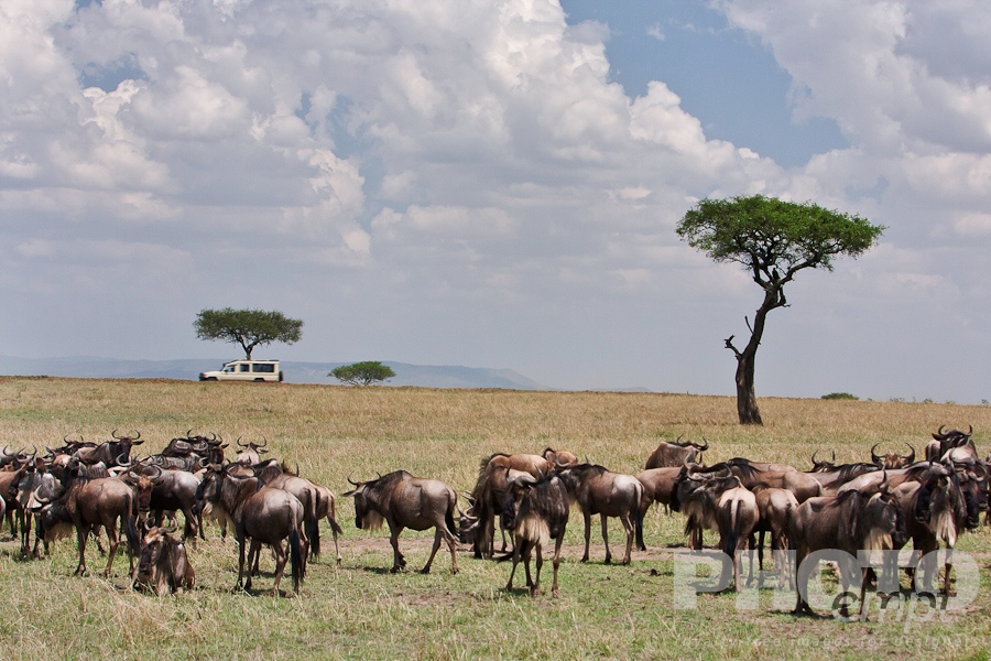 African Safari - Kenya