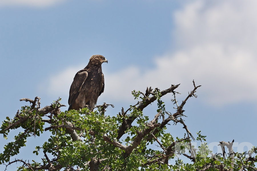 African Safari - Kenya