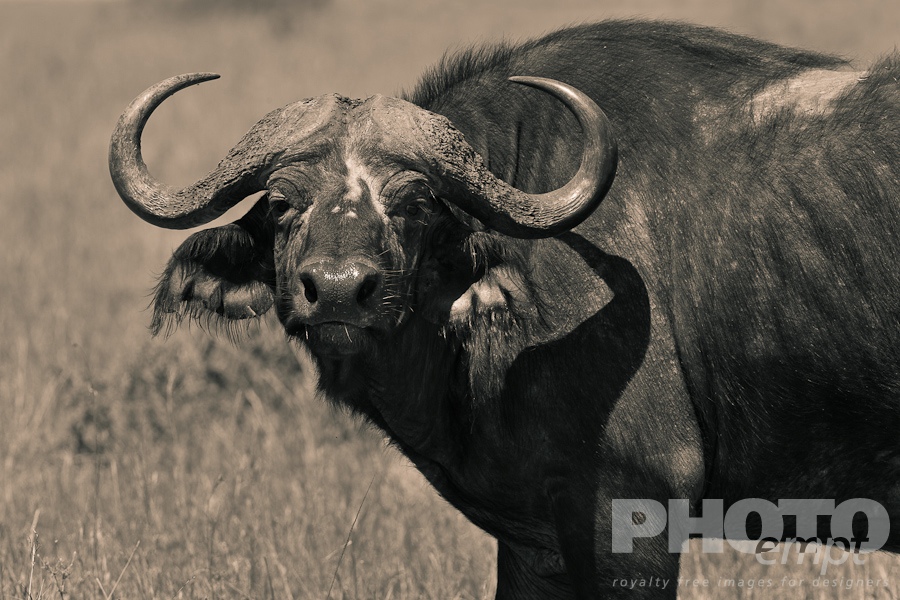 African Safari - Kenya