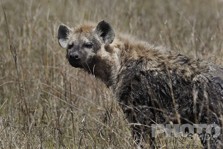 African Safari - Kenya