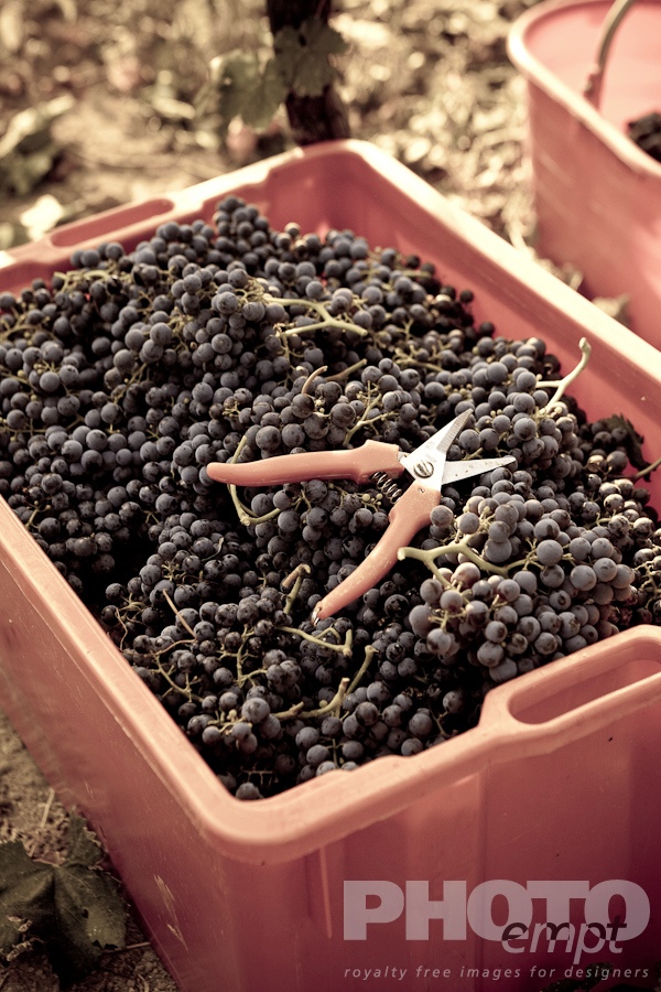 Italian Agriculture: grape vendemmia