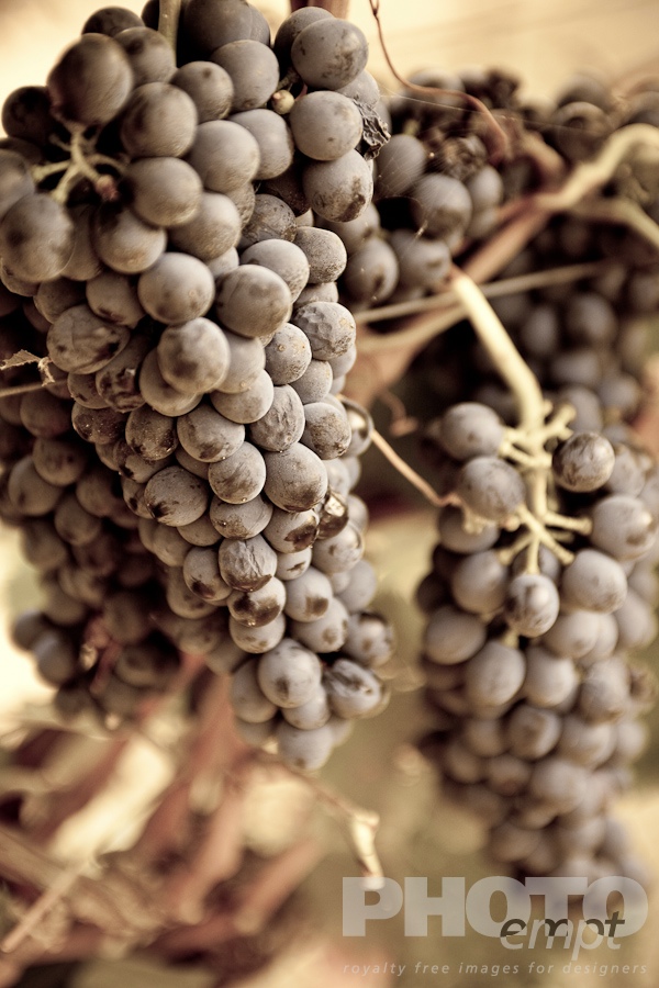 Italian Agriculture: grape vendemmia