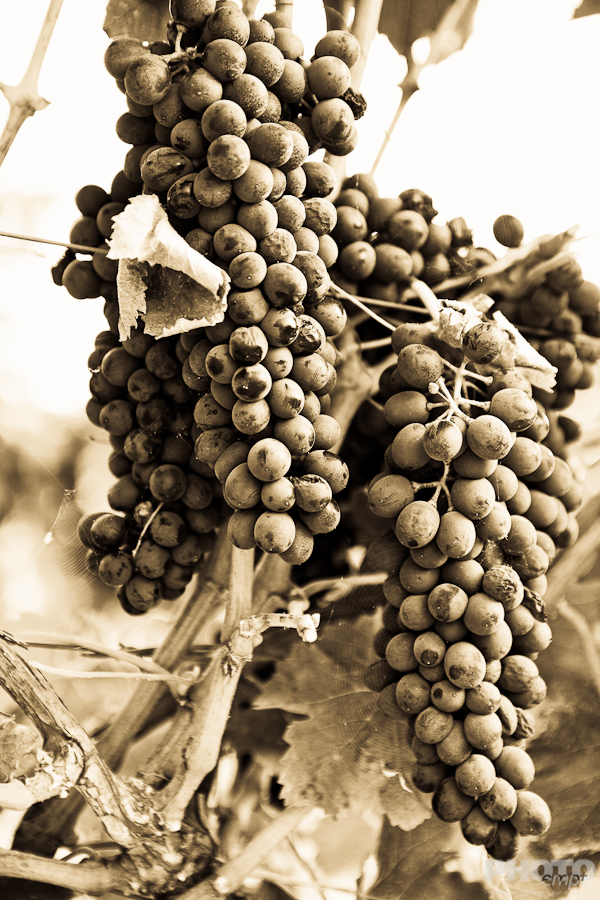 Grape harvest in Umbria, Italy