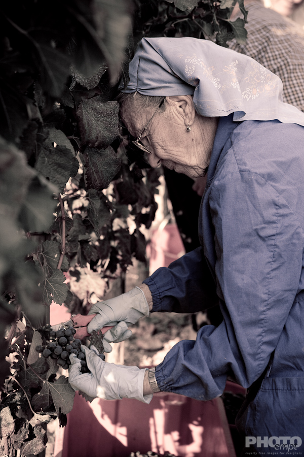 Grape harvest in Umbria, Italy