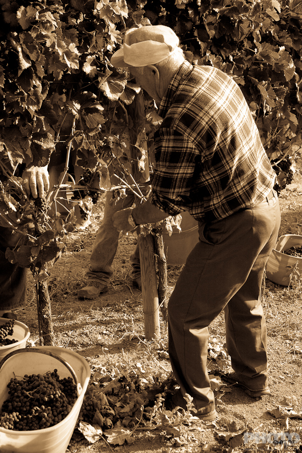 Grape harvest in Umbria, Italy
