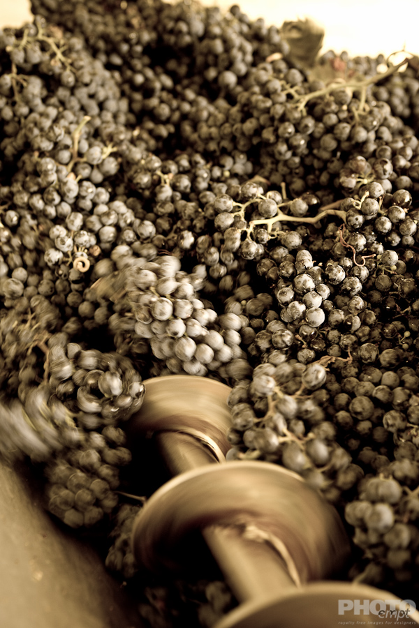 Grape harvest in Umbria, Italy