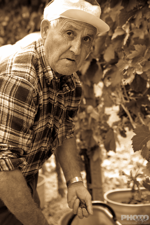 Grape harvest in Umbria, Italy