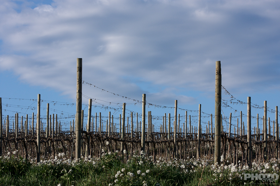 Italy: Agriculture