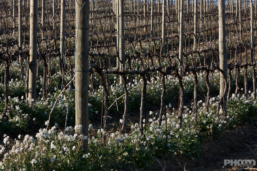 Italy: Agriculture