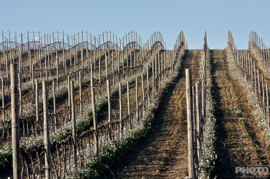 Italy: Agriculture
