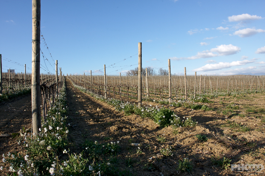 Italy: Agriculture