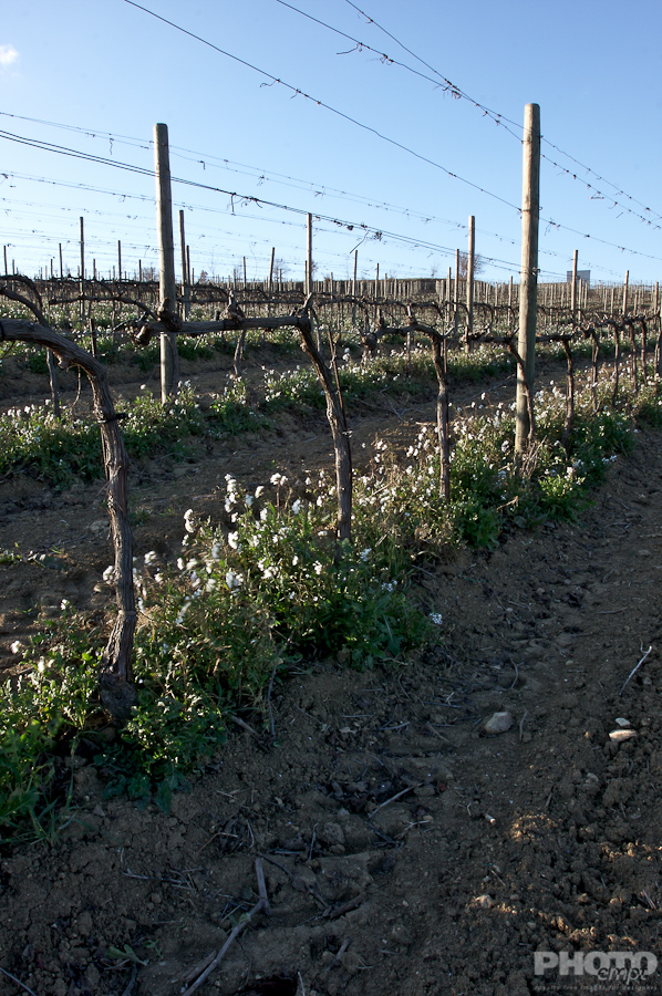 Italy: Agriculture