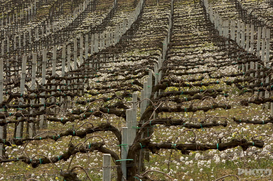 Italy: Agriculture