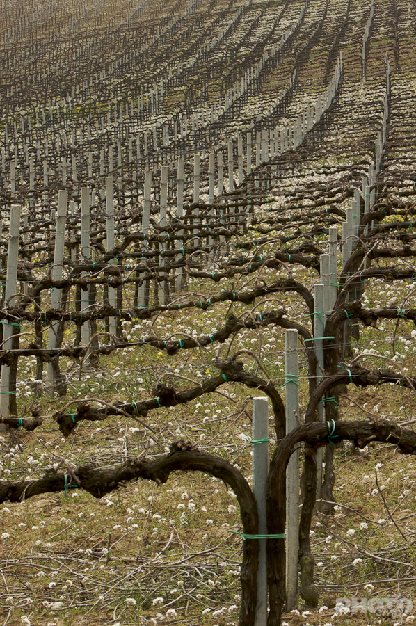 Italy: Agriculture