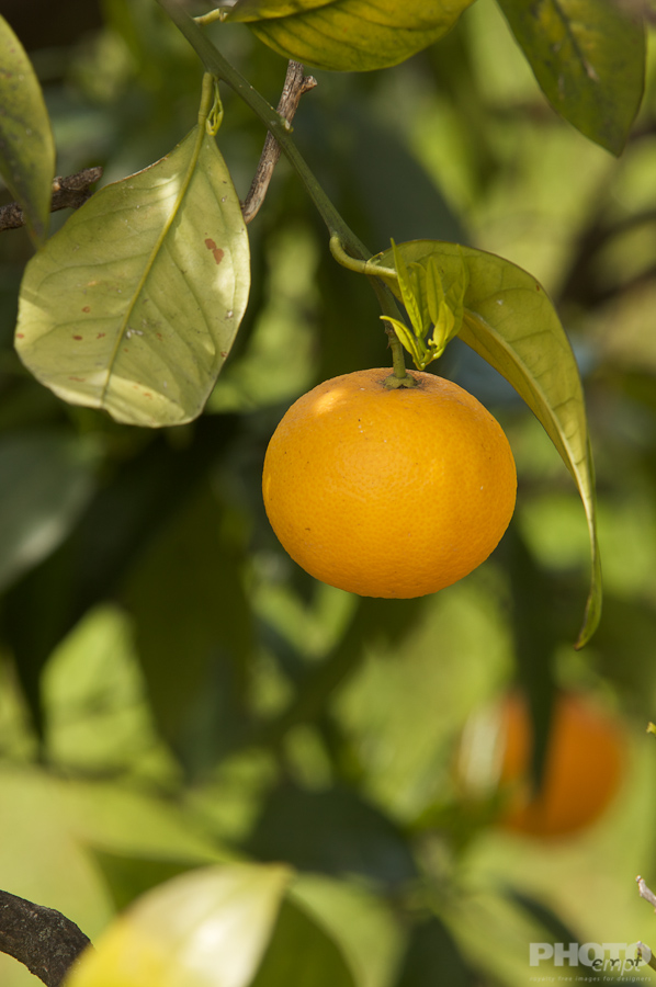 Italy: Agriculture