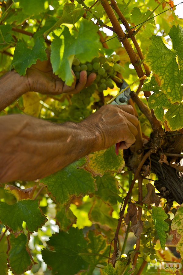 Italy: Agriculture