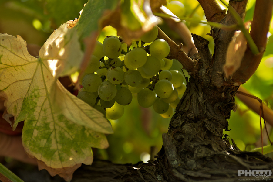 Italy: Agriculture