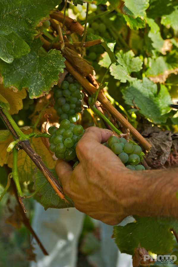 Italy: Agriculture