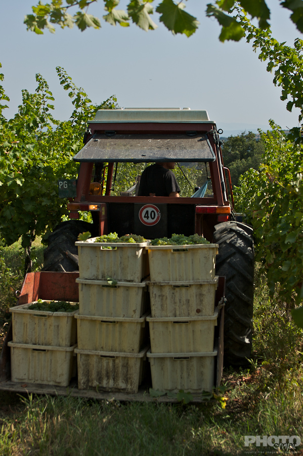 Italy: Agriculture
