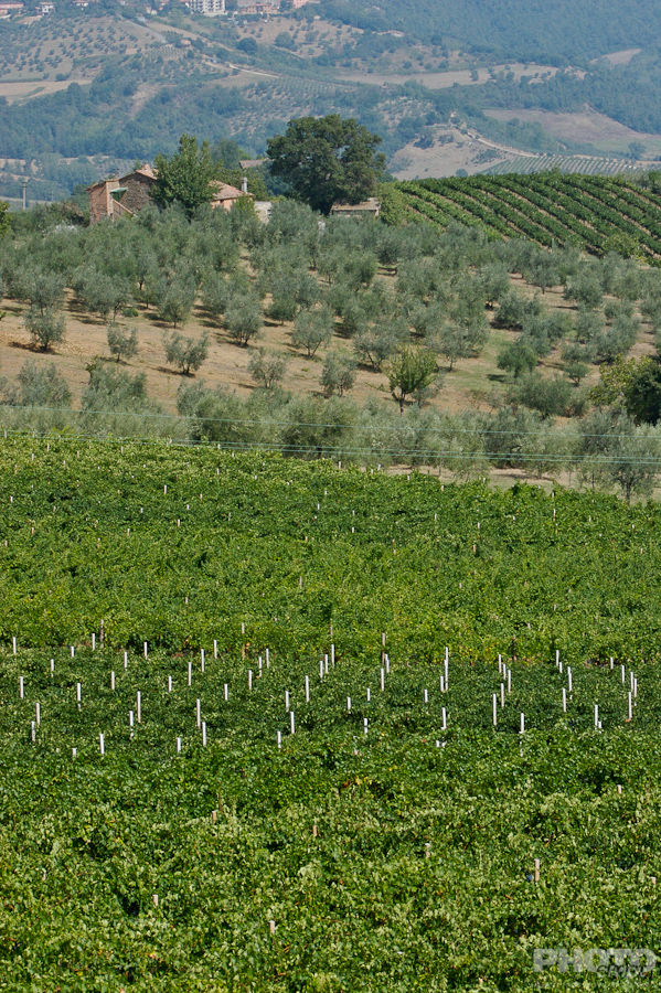 Italy: Agriculture