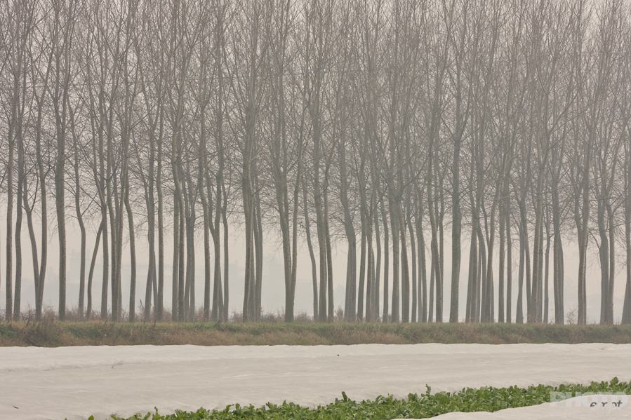 Italy: Agriculture