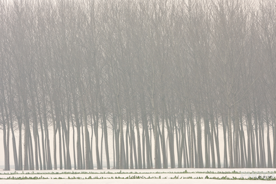Italy: Agriculture