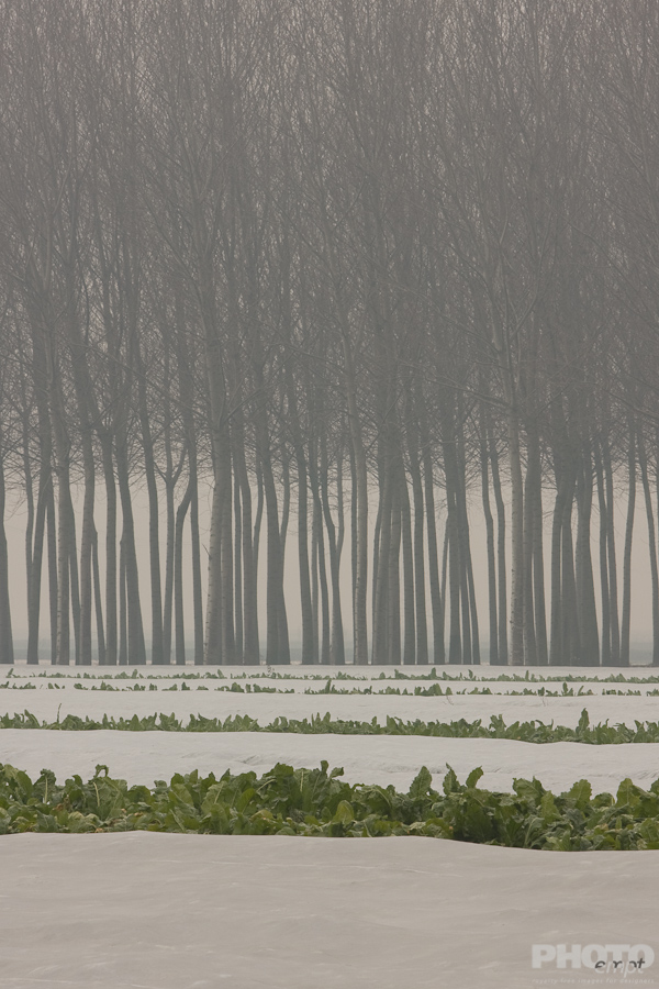Italy: Agriculture