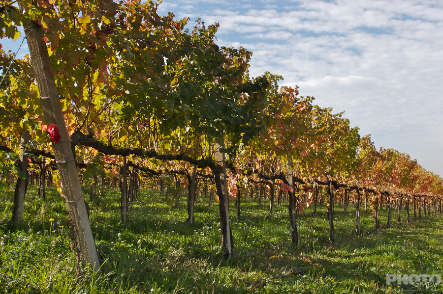Italy: Agriculture