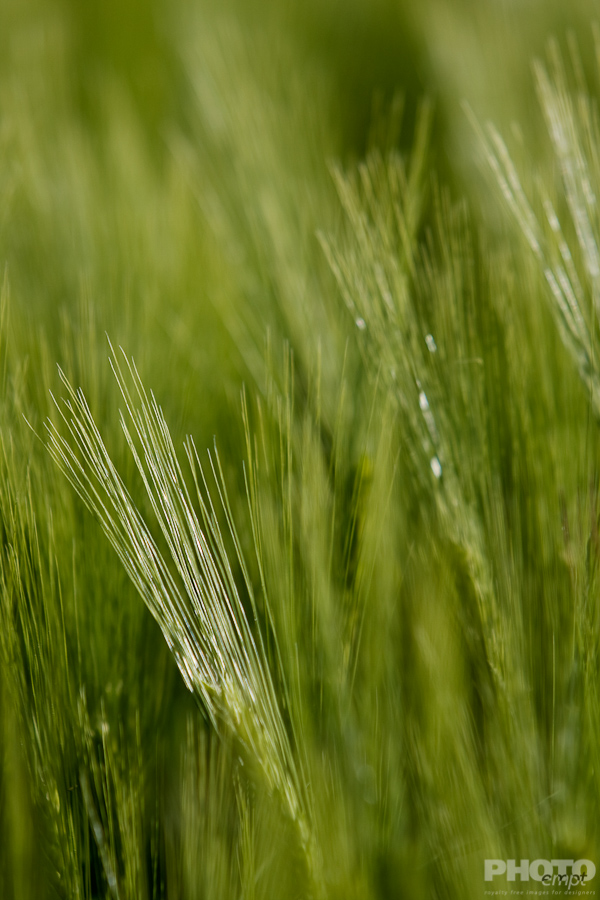Italy: Agriculture