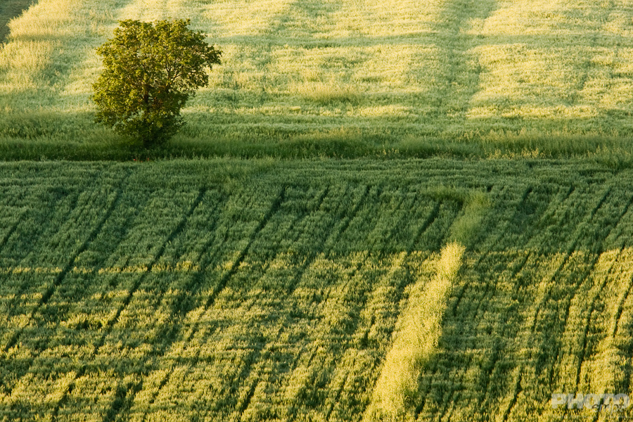 Italy: Agriculture