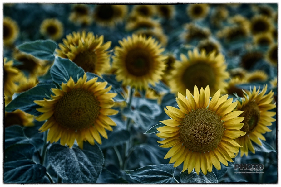 Umbrian Sunflowers, Italy