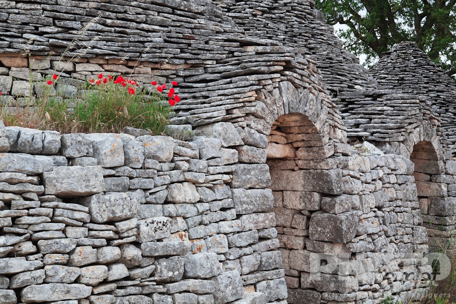 Italy South - Puglia. . . . . Close up view of trullo: traditional house of uncemented stones, with arched doorways and conical roof, wild poppies growing on ledge, sunny spring afternoon, Locorotondo,  Puglia, Southern Italy