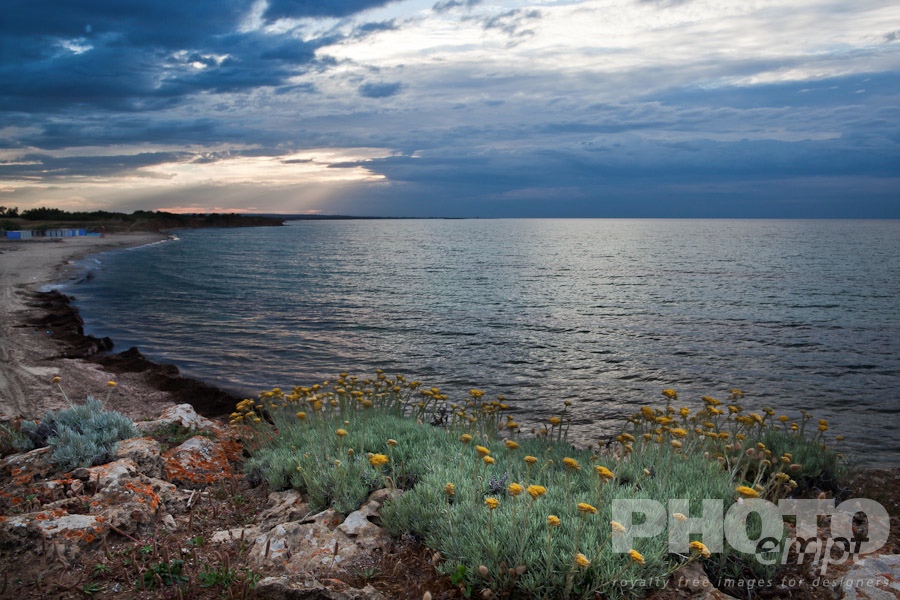 Italy South - Puglia. . . . . Sandy beach and rocky coastline of shore near Brindisi, with yellow wild flowers in foreground, calm sea, and stormy skyscape at sunset,  Puglia, Southern Italy