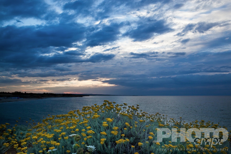 Italy South - Puglia. . . . . Sandy beach and rocky coastline of shore near Brindisi, with yellow wild flowers in foreground, calm sea, and stormy skyscape at sunset,  Puglia, Southern Italy