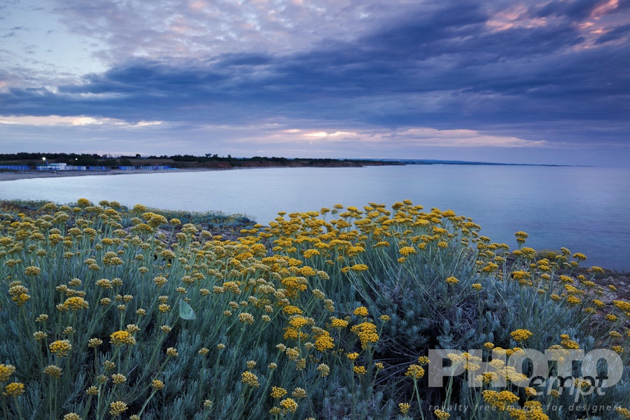 Italy South - Puglia. . . . . Sandy beach and rocky coastline of shore near Brindisi, with yellow wild flowers in foreground, calm sea, and stormy skyscape at sunset,  Puglia, Southern Italy