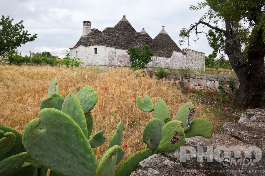 Italy South - Puglia. . . . . Large trullo: traditional house of uncemented stones, with multiple conical roofs, wild poppies in yellow wheat field with large cactus in foreground, calm spring afternoon, Locorotondo,  Puglia, Southern Italy