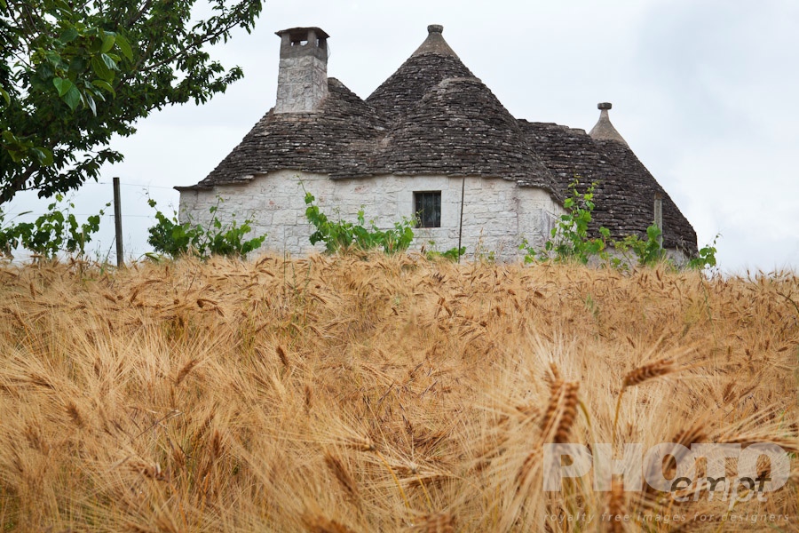 Italy South - Puglia. . . . . Large trullo: traditional house of uncemented stones, with multiple conical roofs, yellow wheat field in foreground, calm spring afternoon, Locorotondo,  Puglia, Southern Italy