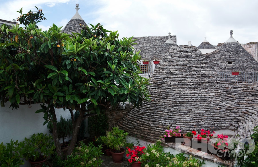 Italy South - Puglia. . . . . Rooftop view: town of Alberobello, World Heritage site, with trullo houses, white painted stone with piled stone, conical roofs, terrace with red flowers and fruit tree, Puglia, Southern Italy