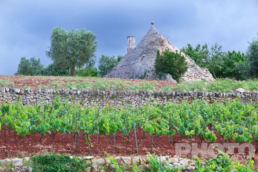 Italy South - Puglia. . . . . Trullo: traditional house of uncemented stones, with conical roof, stone wall beside vineyard with red ploughed soil in foreground, stormy sky, spring afternoon, Locorotondo,  Puglia, Southern Italy