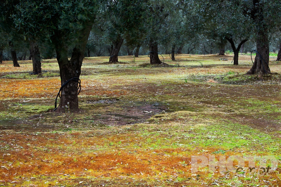 Italy South - Puglia. . . . . Olive grove: rows of trees with orange -brown carpet of moss saturated with colour on overcast spring day, Salento, Puglia, Southern Italy