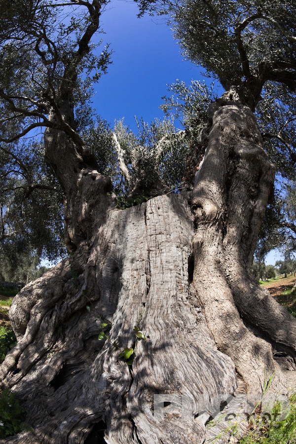 Italy South - Puglia. . . . . Detail view of ancient olive tree from below, showing gnarled and massive trunk, and foliage above, with blue sky, sunny spring afternoon, Salento, Puglia, Southern Italy
