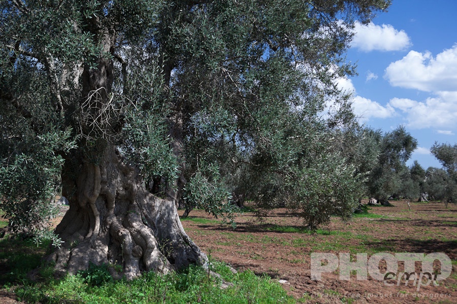 Italy South - Puglia. . . . . View of ancient olive tree  showing gnarled and massive trunk, and foliage above, with olive grove beyond, blue sky, sunny spring afternoon, Salento, Puglia, Southern Italy