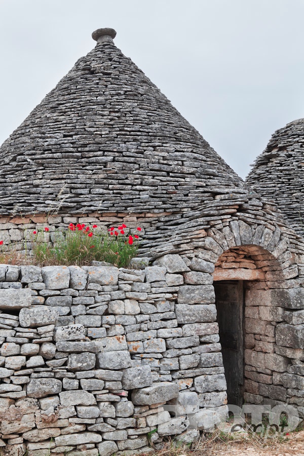 Italy South - Puglia. . . . . Close up view of trullo: traditional house of uncemented stones, with arched doorway and conical roof, wild poppies growing on ledge, sunny spring afternoon, Locorotondo,  Puglia, Southern Italy