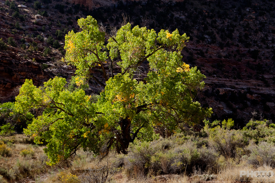 Trees