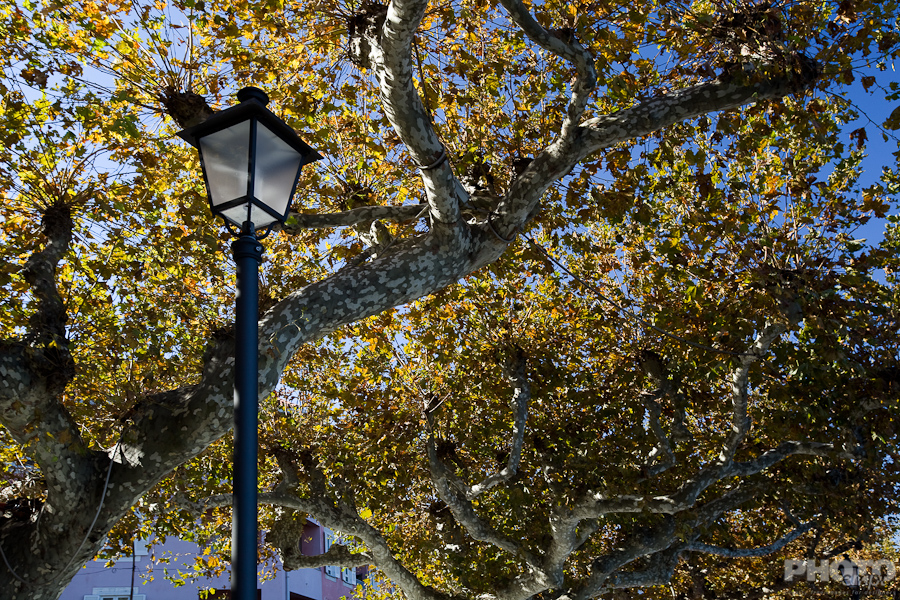 Trees