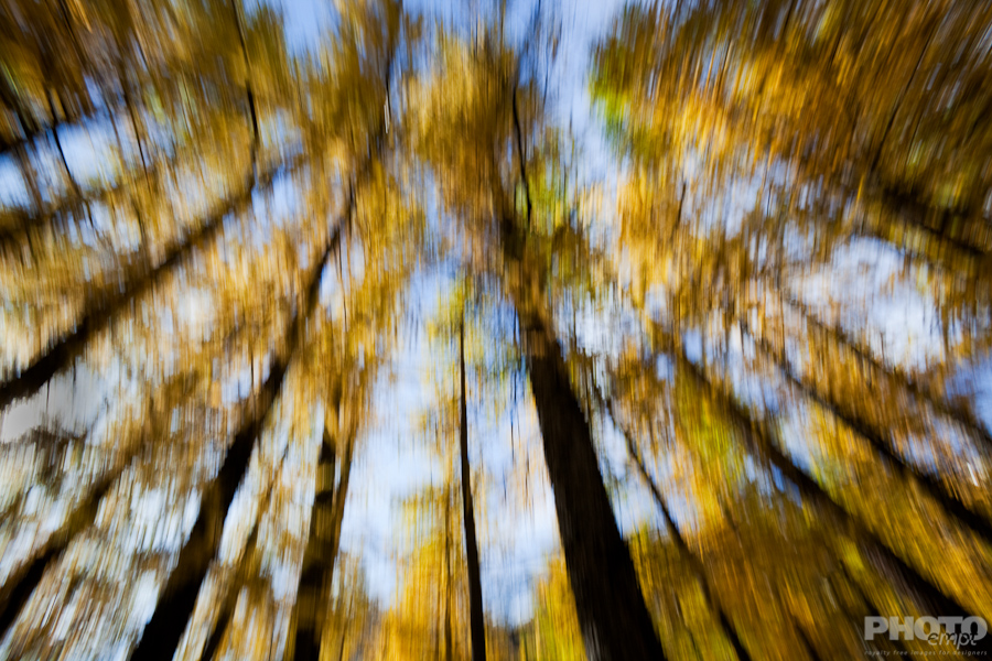 Trees