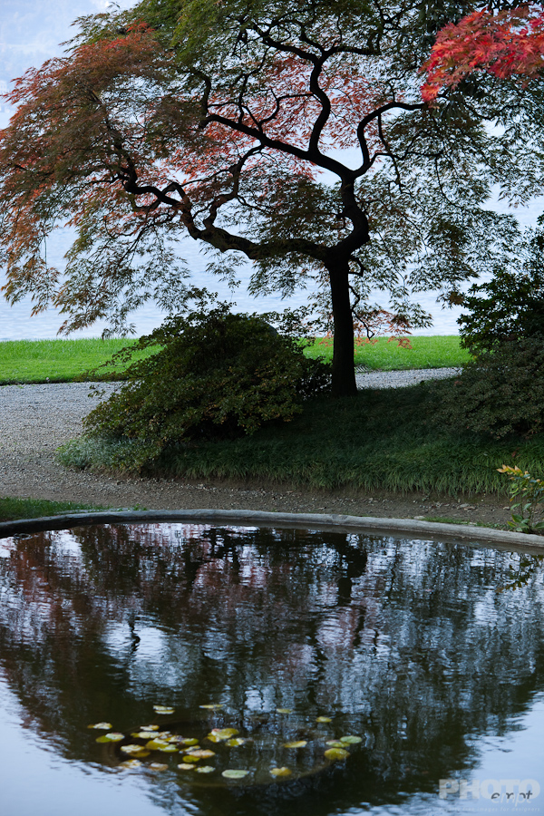 Trees