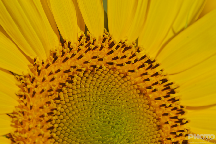 Nature: Flowers